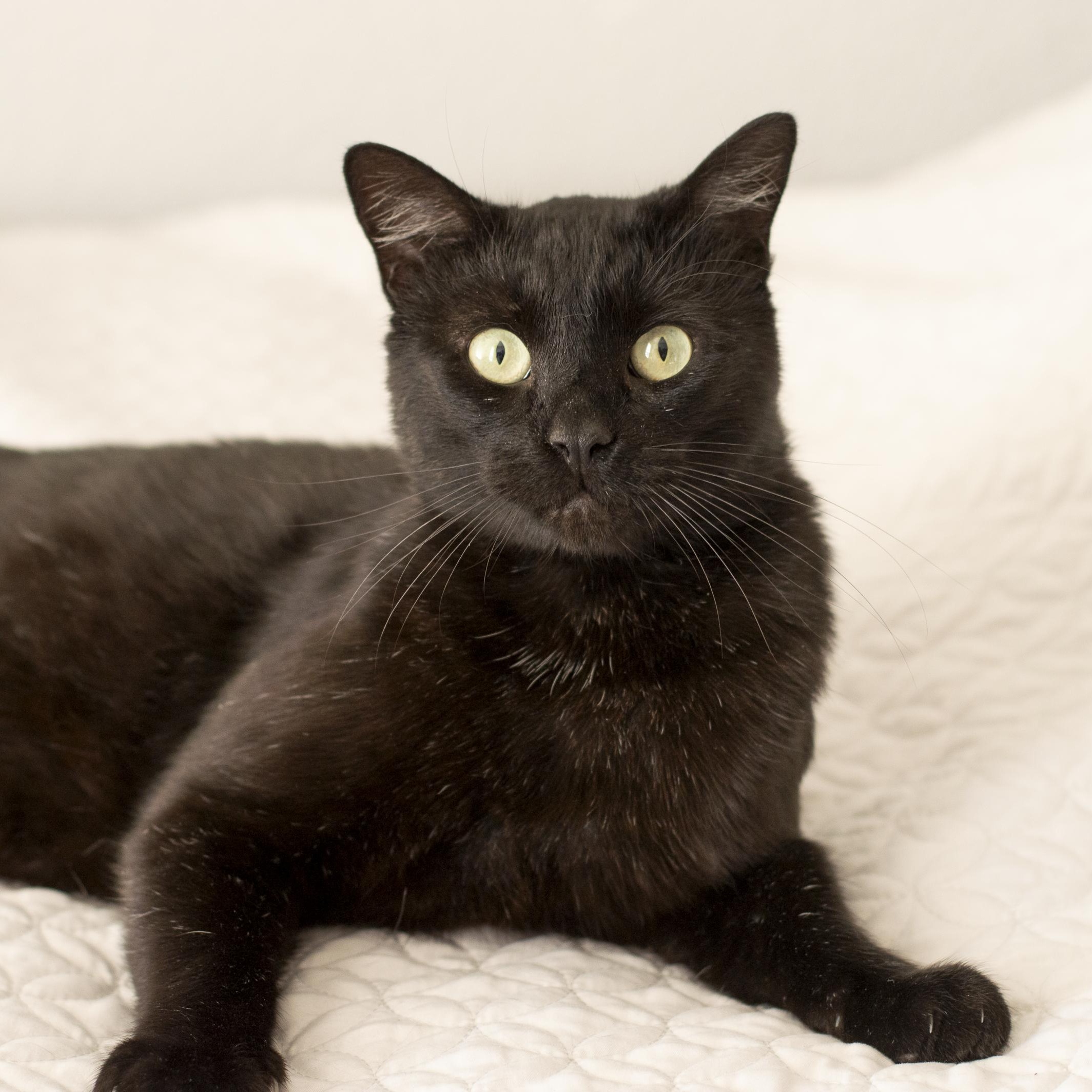 Enlarge Harry, a ADOPTABLE Domestic Short Hair in Elk Grove, CA image 1/4