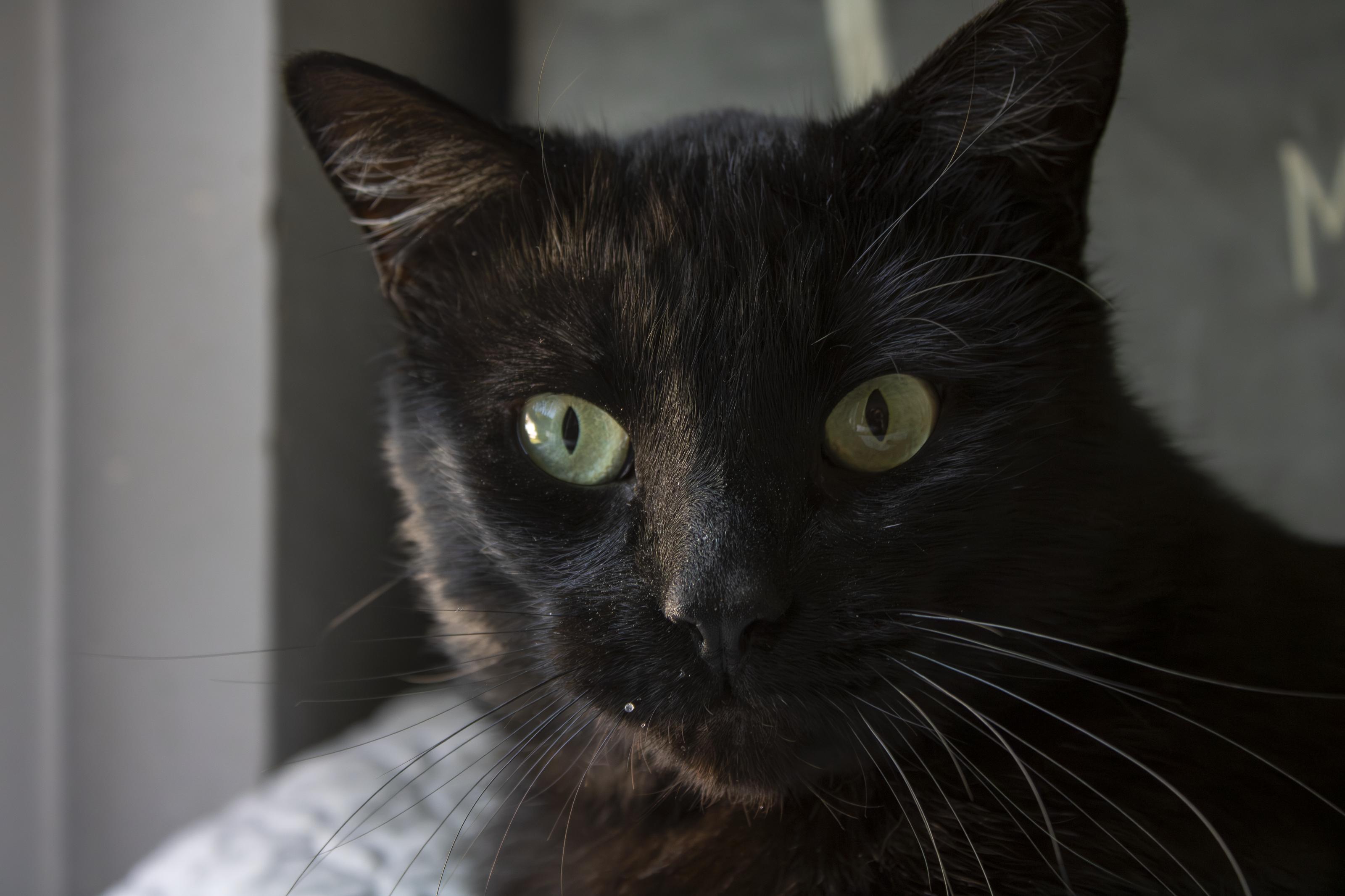 Harry, ADOPTABLE, Adult Male Domestic Short Hair.