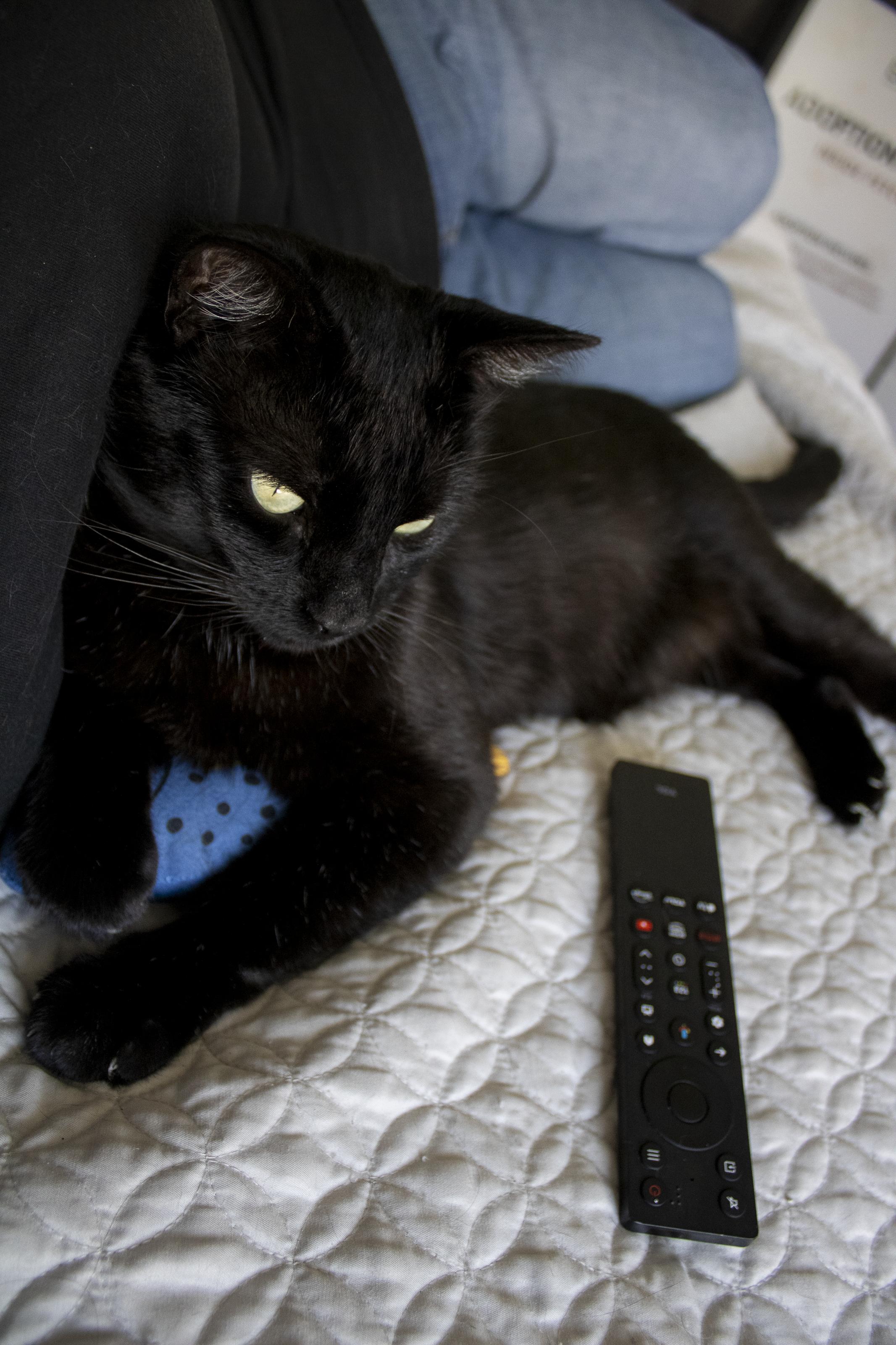 Harry, a ADOPTABLE Domestic Short Hair in Elk Grove, CA image 3/5