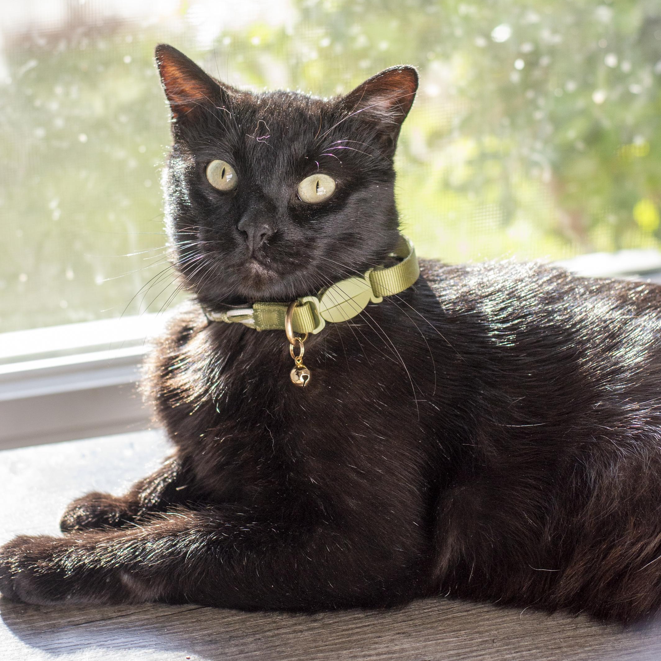 Enlarge Harry, a ADOPTABLE Domestic Short Hair in Elk Grove, CA image 2/4