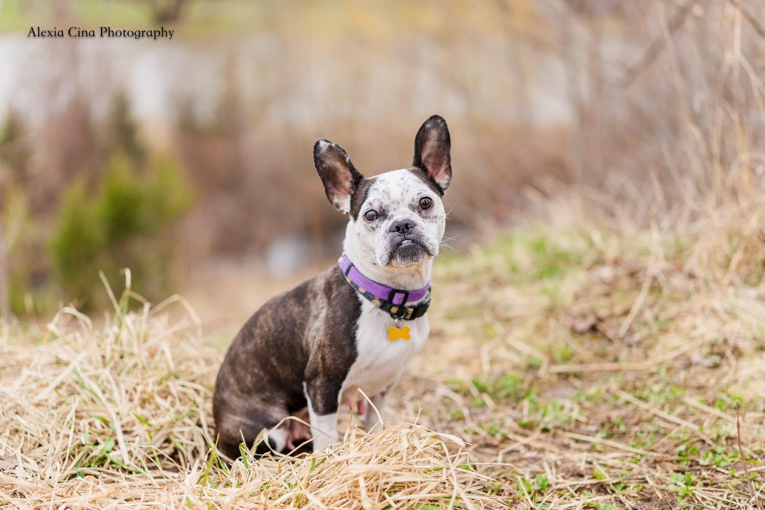 Enlarge Rebel, a ADOPTABLE mixed breed in Drumbo, ON image 4/5