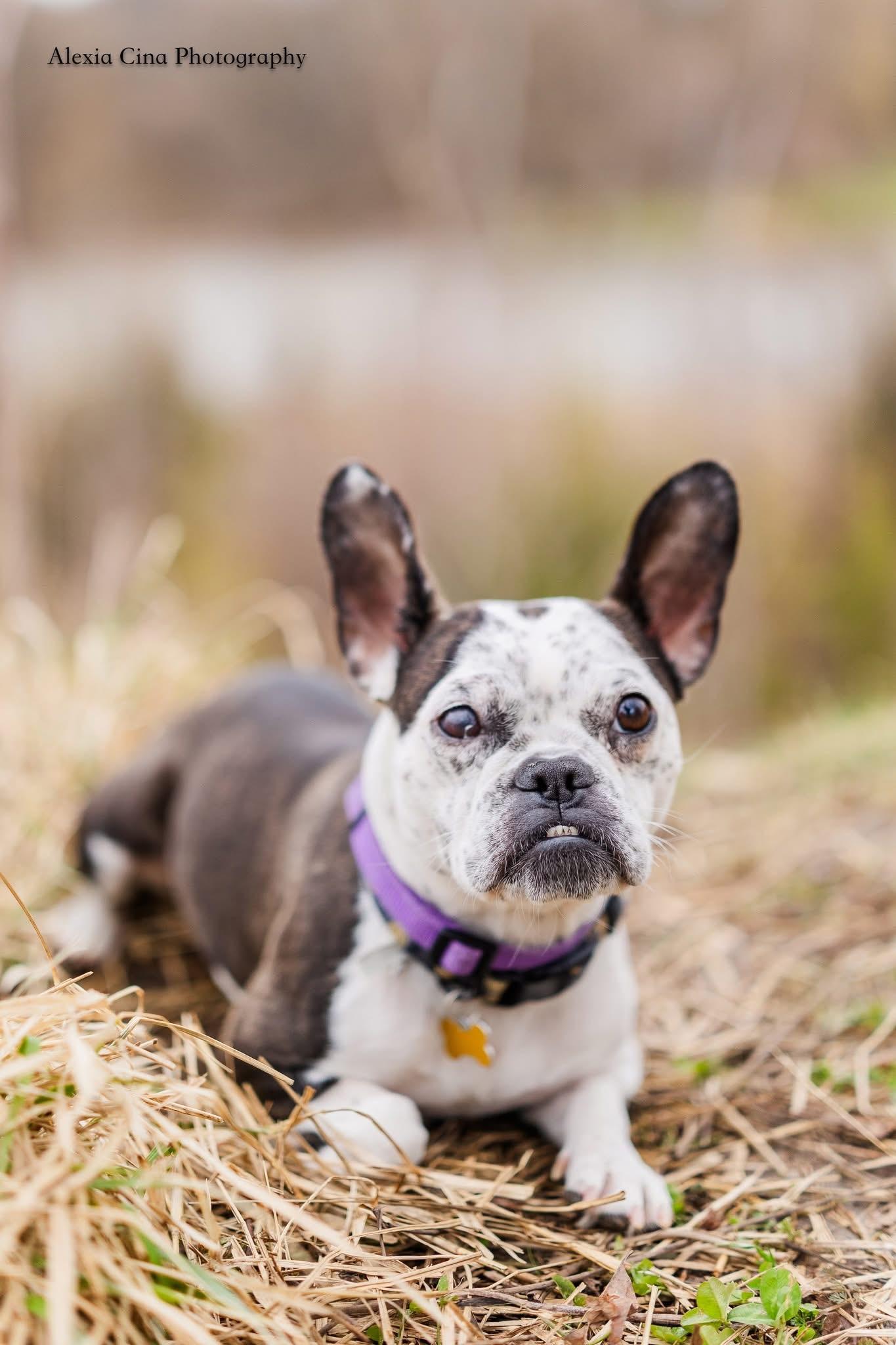 Rebel, adopted, Young Female Boston Terrier & French Bulldog.