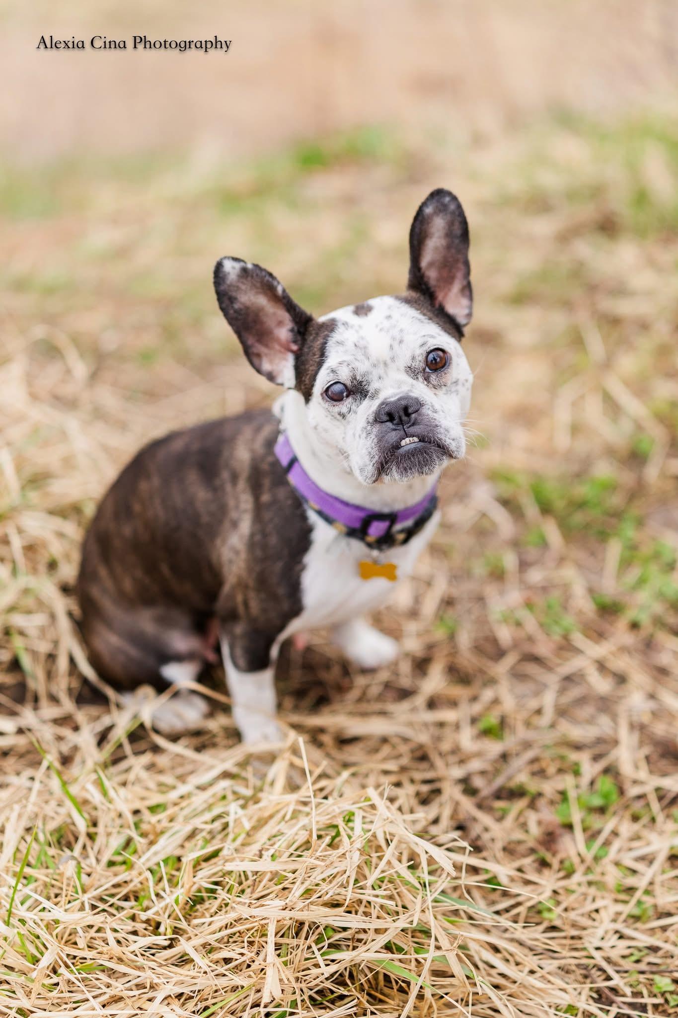 Enlarge Rebel, a ADOPTABLE mixed breed in Drumbo, ON image 3/5