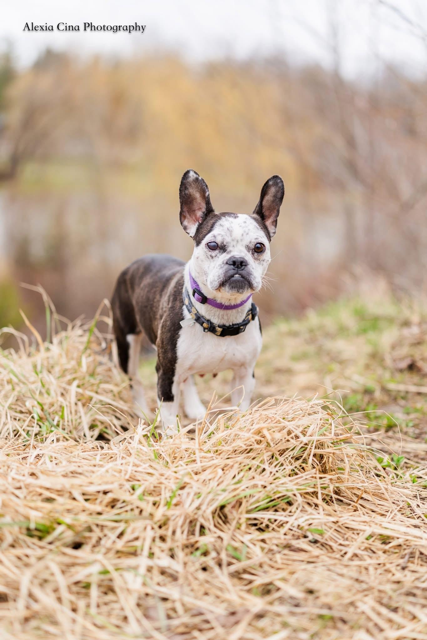 Enlarge Rebel, a ADOPTABLE mixed breed in Drumbo, ON image 2/5