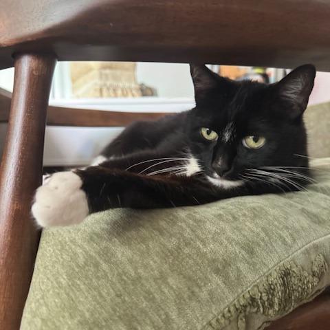 Enlarge Ninja Kitti, a Adoptable Domestic Short Hair in Santa Barbara, CA image 1/4