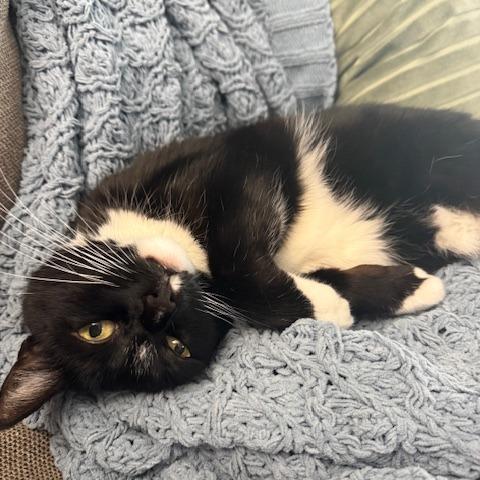 Enlarge Ninja Kitti, a Adoptable Domestic Short Hair in Santa Barbara, CA image 2/4