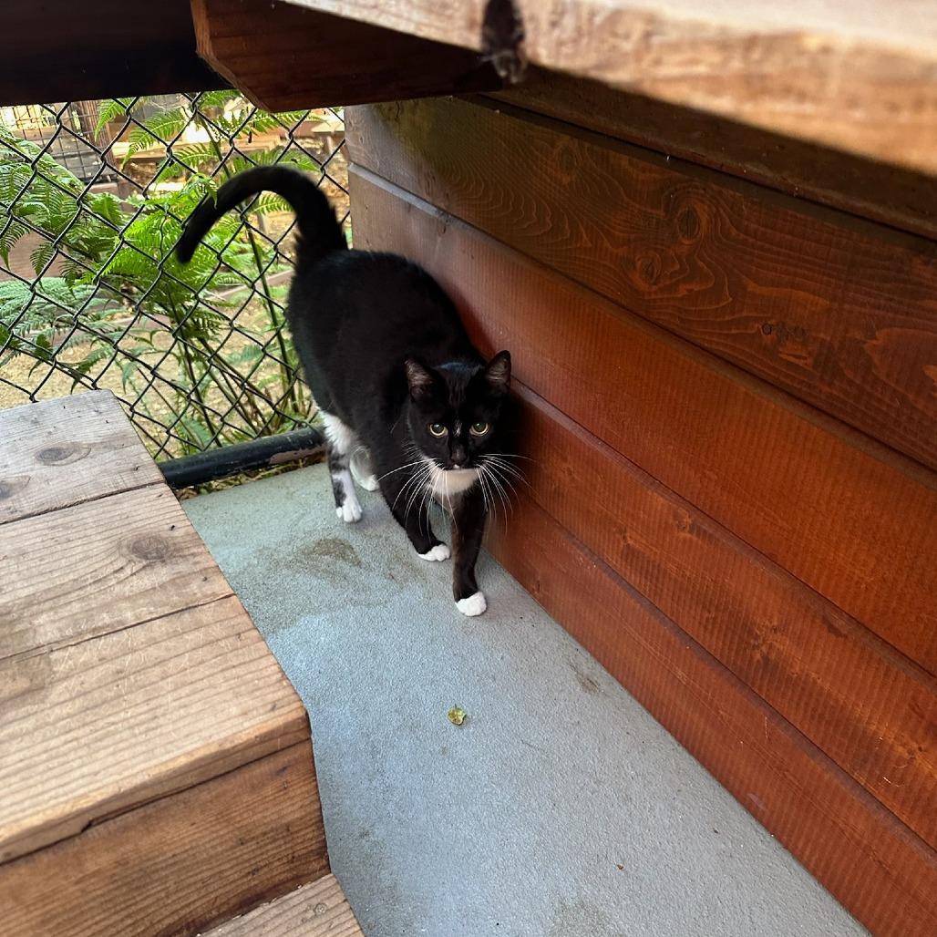 Enlarge Ninja Kitti, a Adoptable Domestic Short Hair in Santa Barbara, CA image 3/4