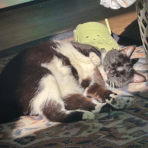 Enlarge Ninja Kitti, a Adoptable Domestic Short Hair in Santa Barbara, CA image 4/4