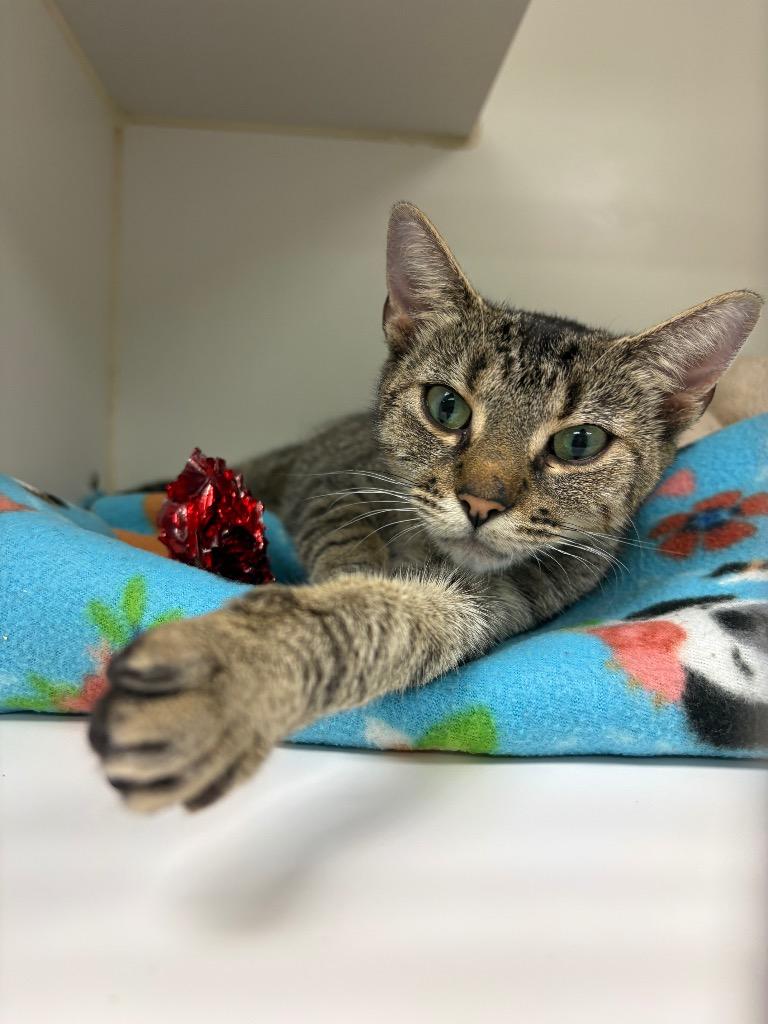 Val (Roy Martin), Adoptable, Young Female Domestic Short Hair.