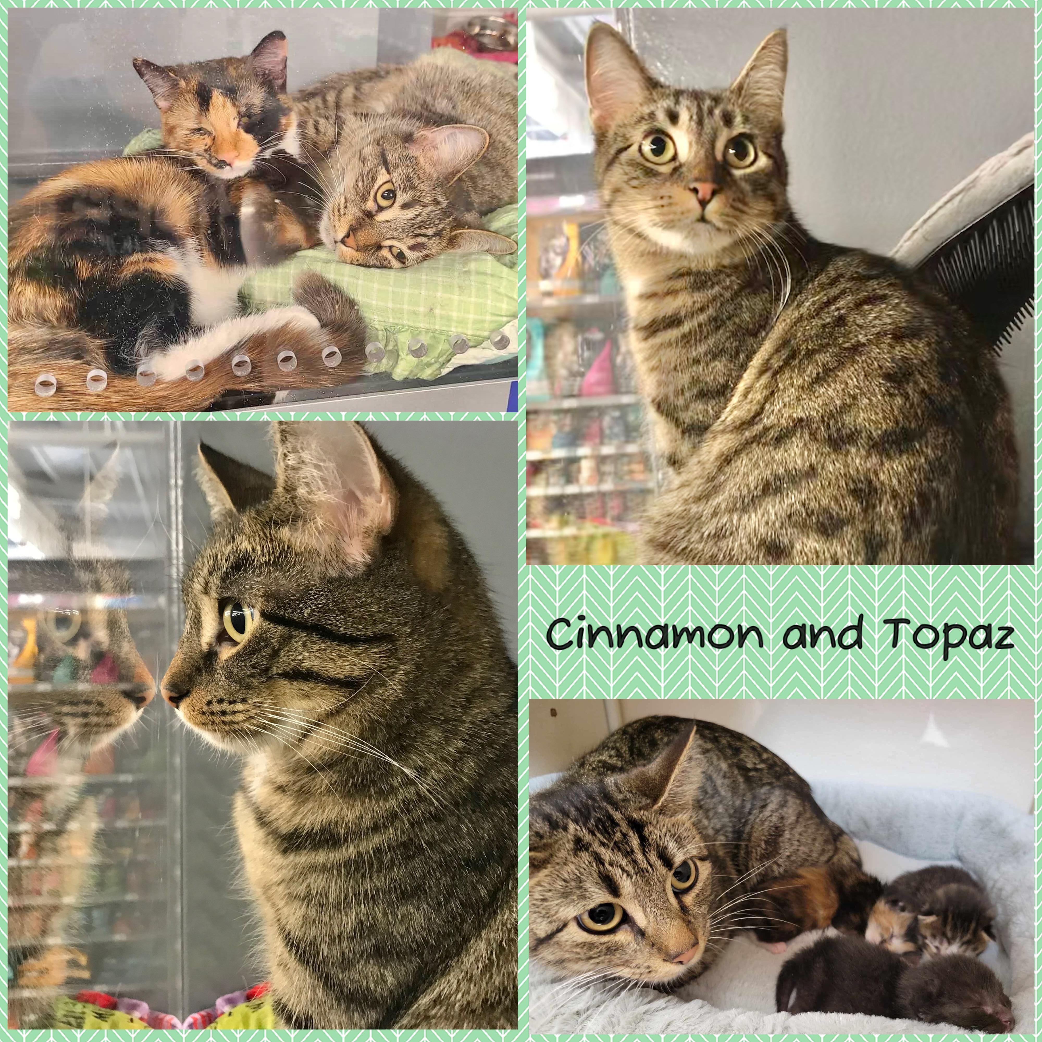 Cinnamon — thumbnail 3