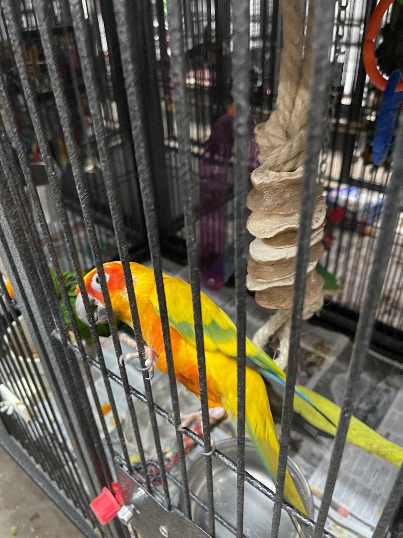 Nibbles and Baby, Adoptable, Adult Male Conure.