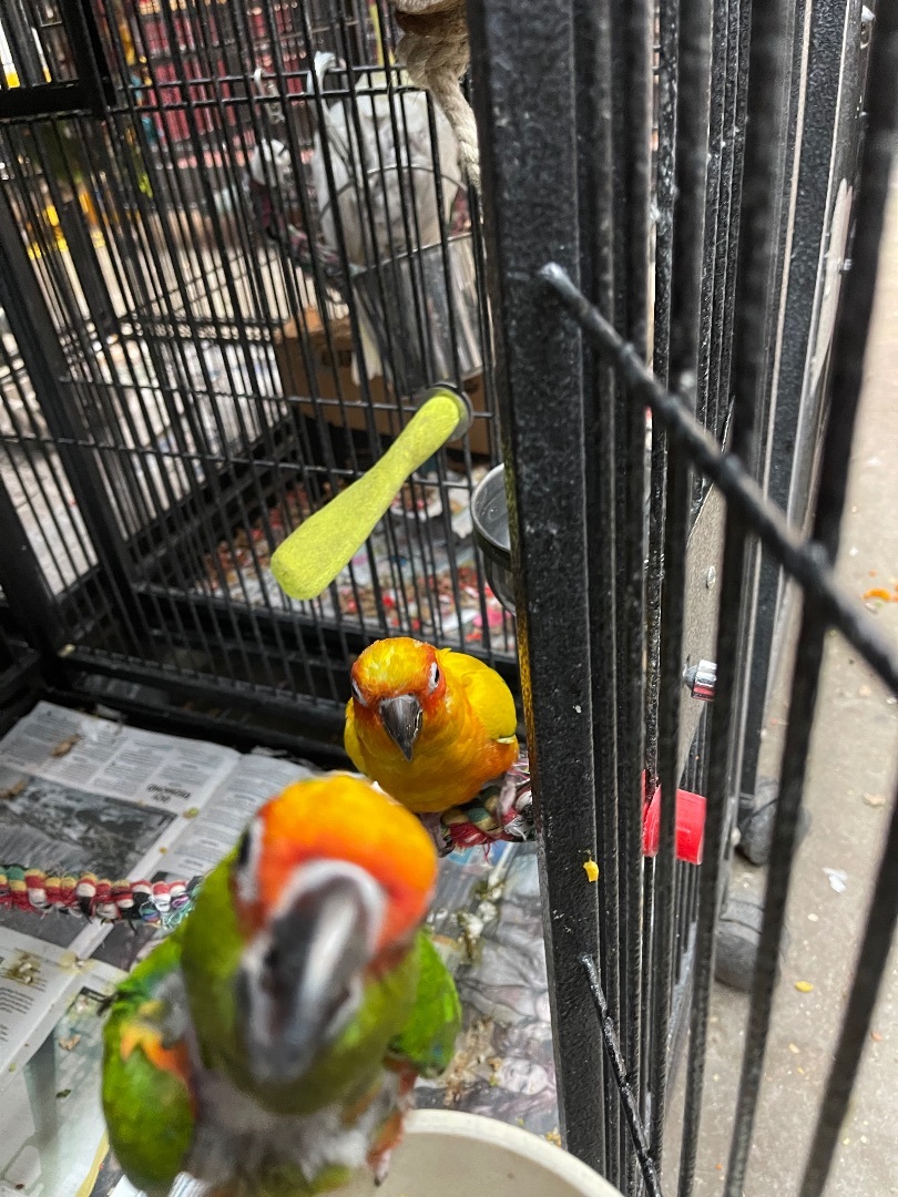 Nibbles and Baby, a Adoptable Conure in Bend, OR image 2/3