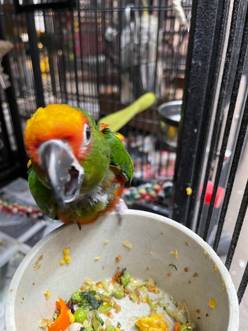 Nibbles and Baby, Adoptable, Adult Male Conure.