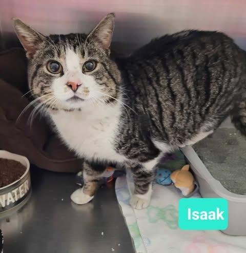 Isaak- Sponsored, Adoptable, Adult Male Domestic Short Hair.