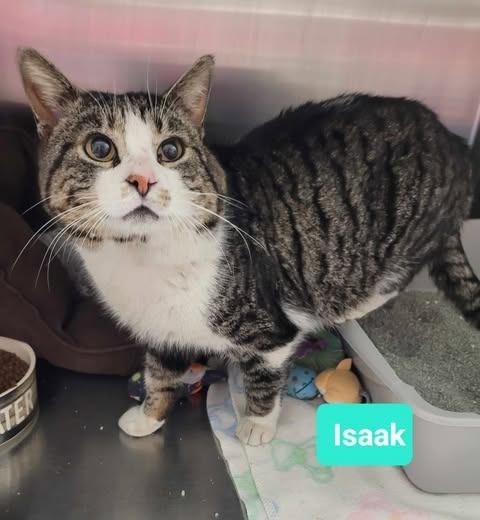Isaak- Sponsored, a Adoptable mixed breed in Richmond, IN image 2/2