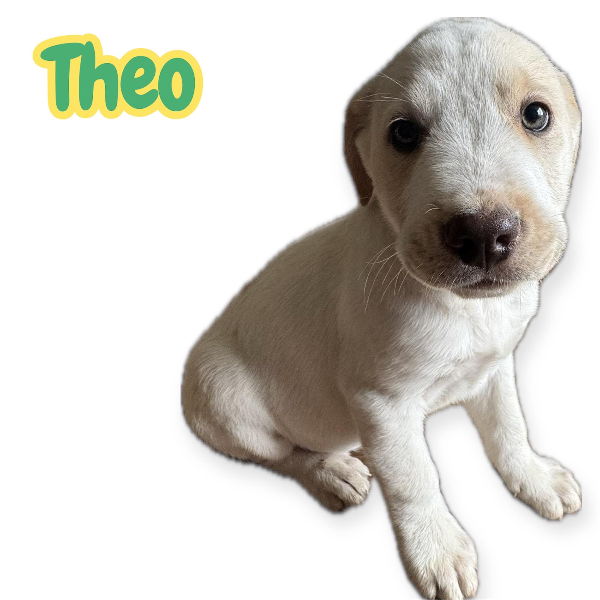 Theo, Adoptable, Puppy Male Labrador Retriever.