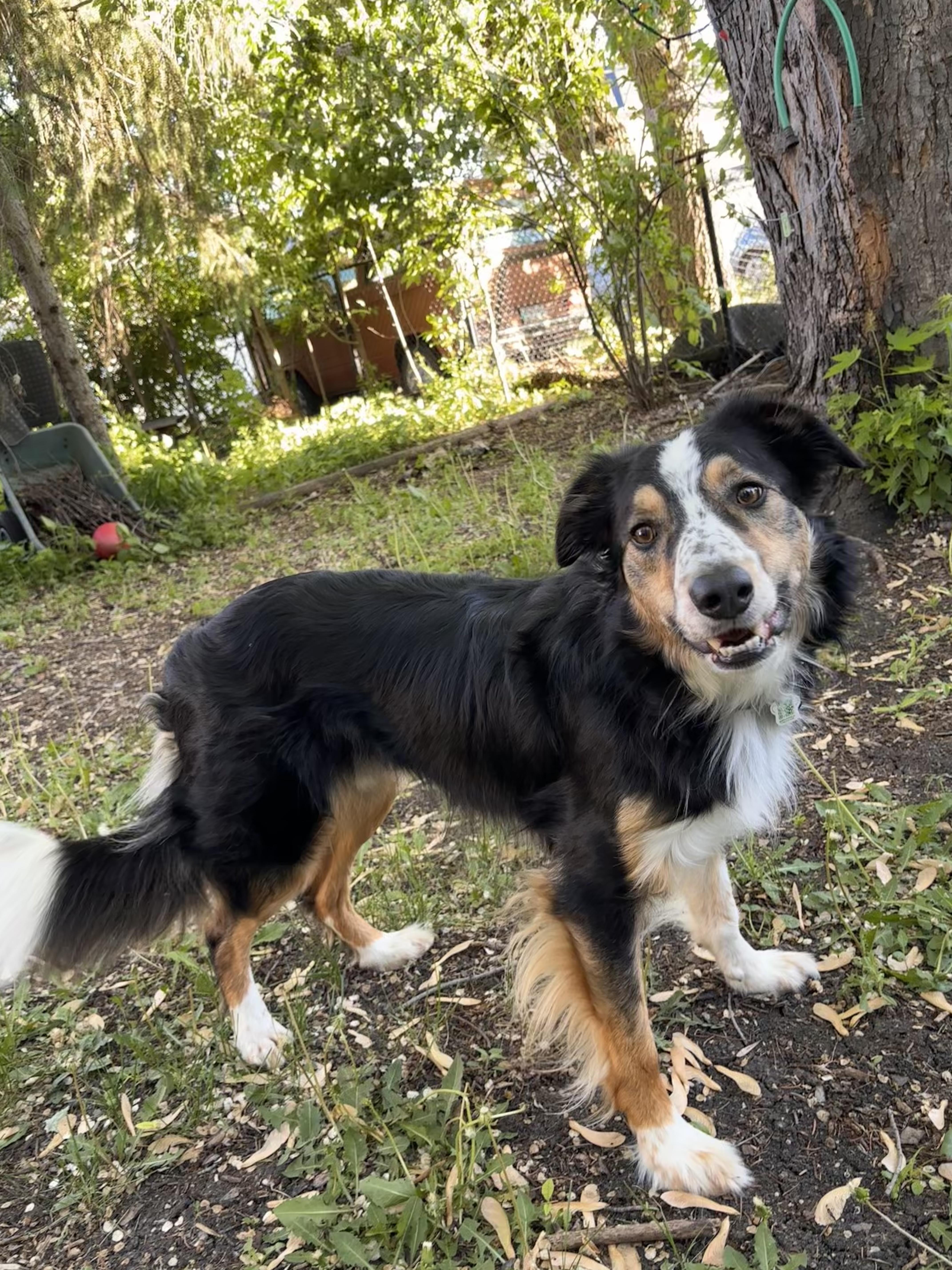 Shamus, a ADOPTABLE mixed breed in Winnipeg, MB image 3/6