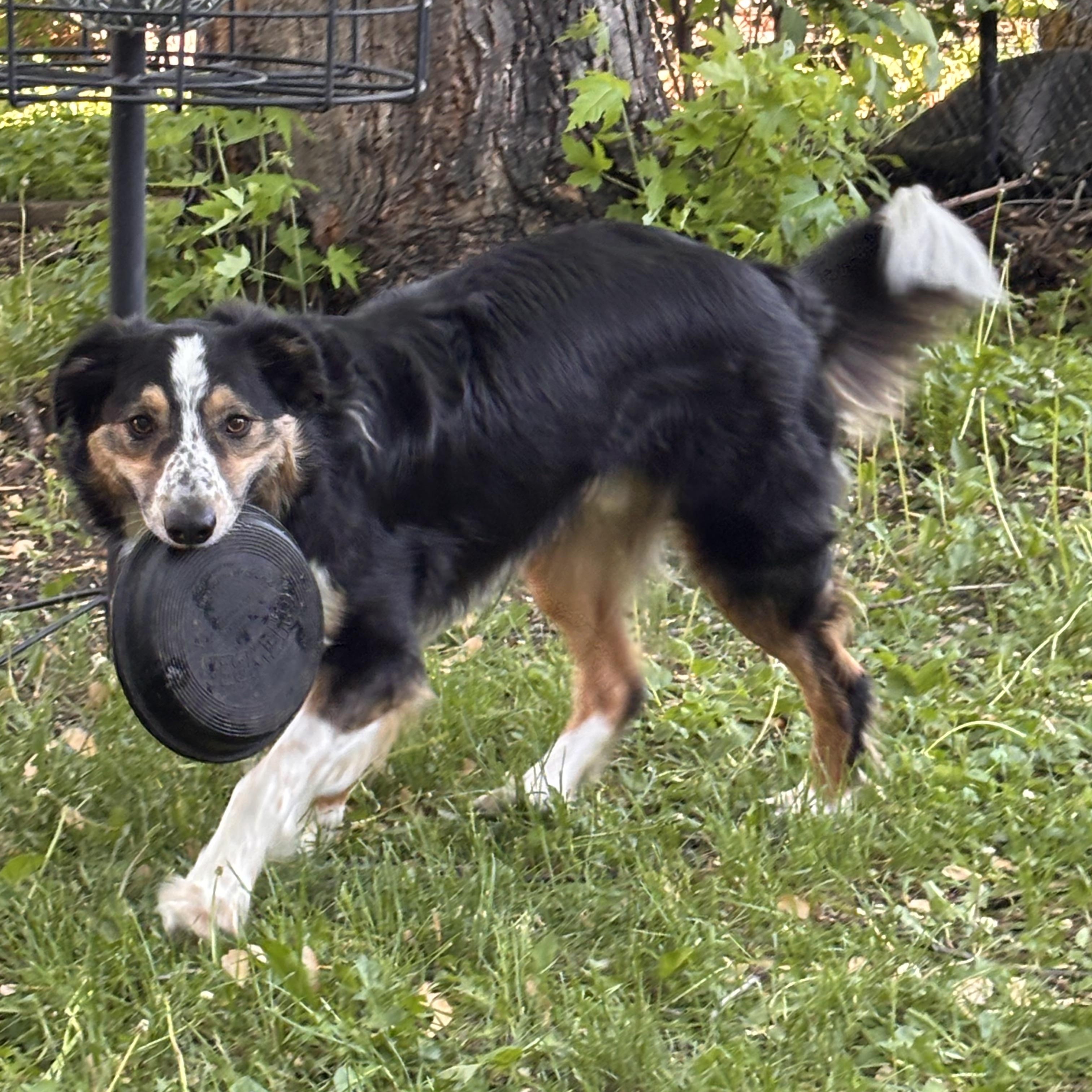 Shamus, a ADOPTABLE mixed breed in Winnipeg, MB image 5/6