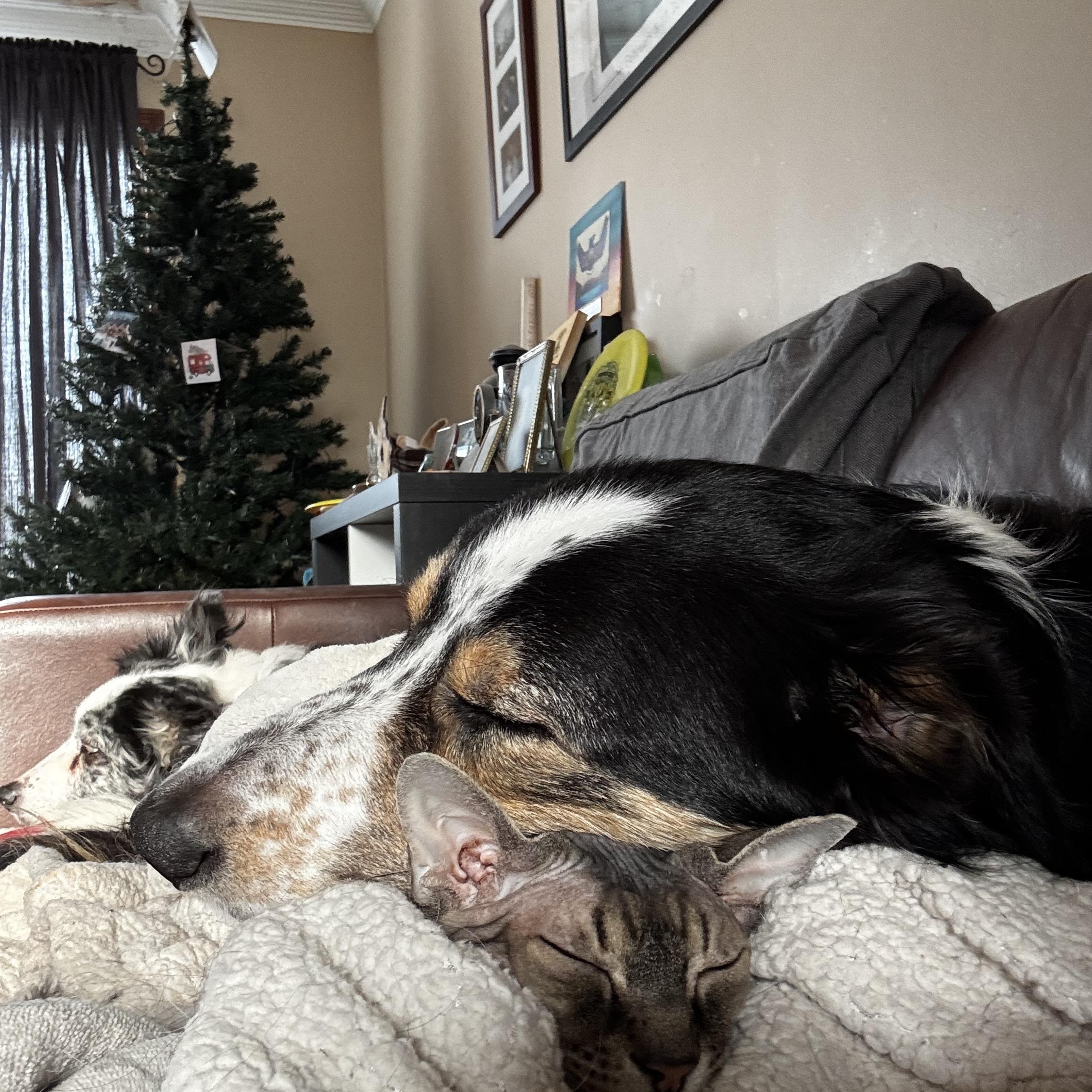 Enlarge Shamus, a ADOPTABLE mixed breed in Winnipeg, MB image 2/6