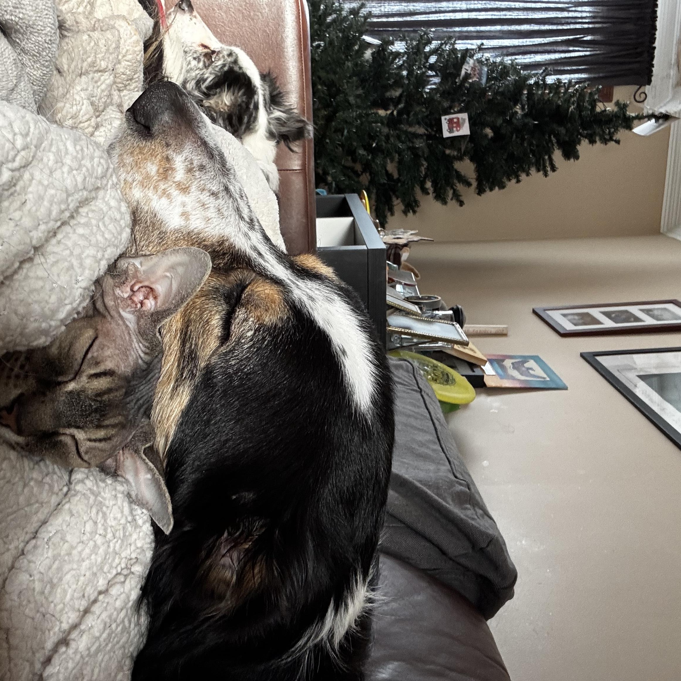 Shamus, a ADOPTABLE mixed breed in Winnipeg, MB image 2/6