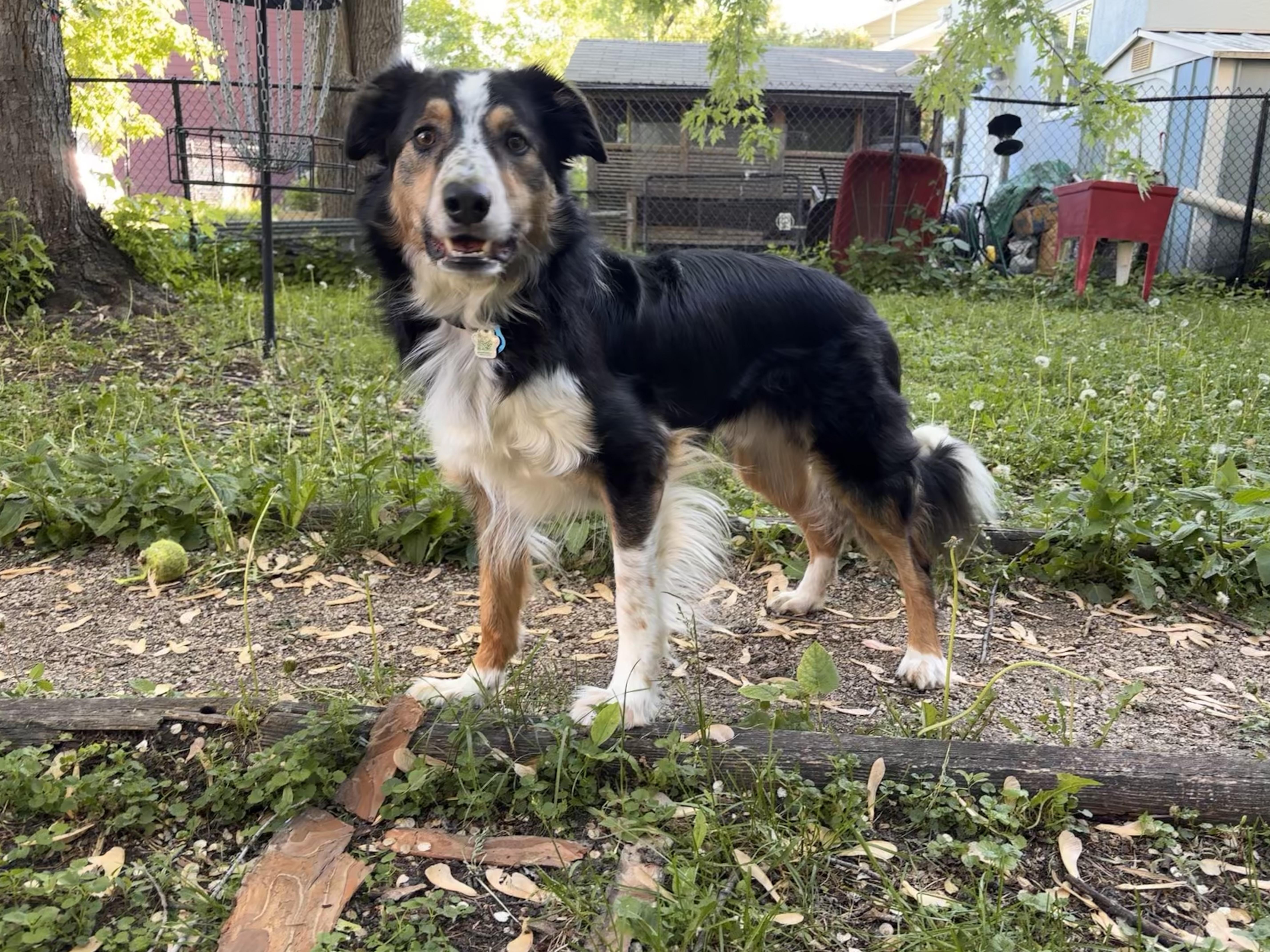 Shamus, a ADOPTABLE mixed breed in Winnipeg, MB image 4/6