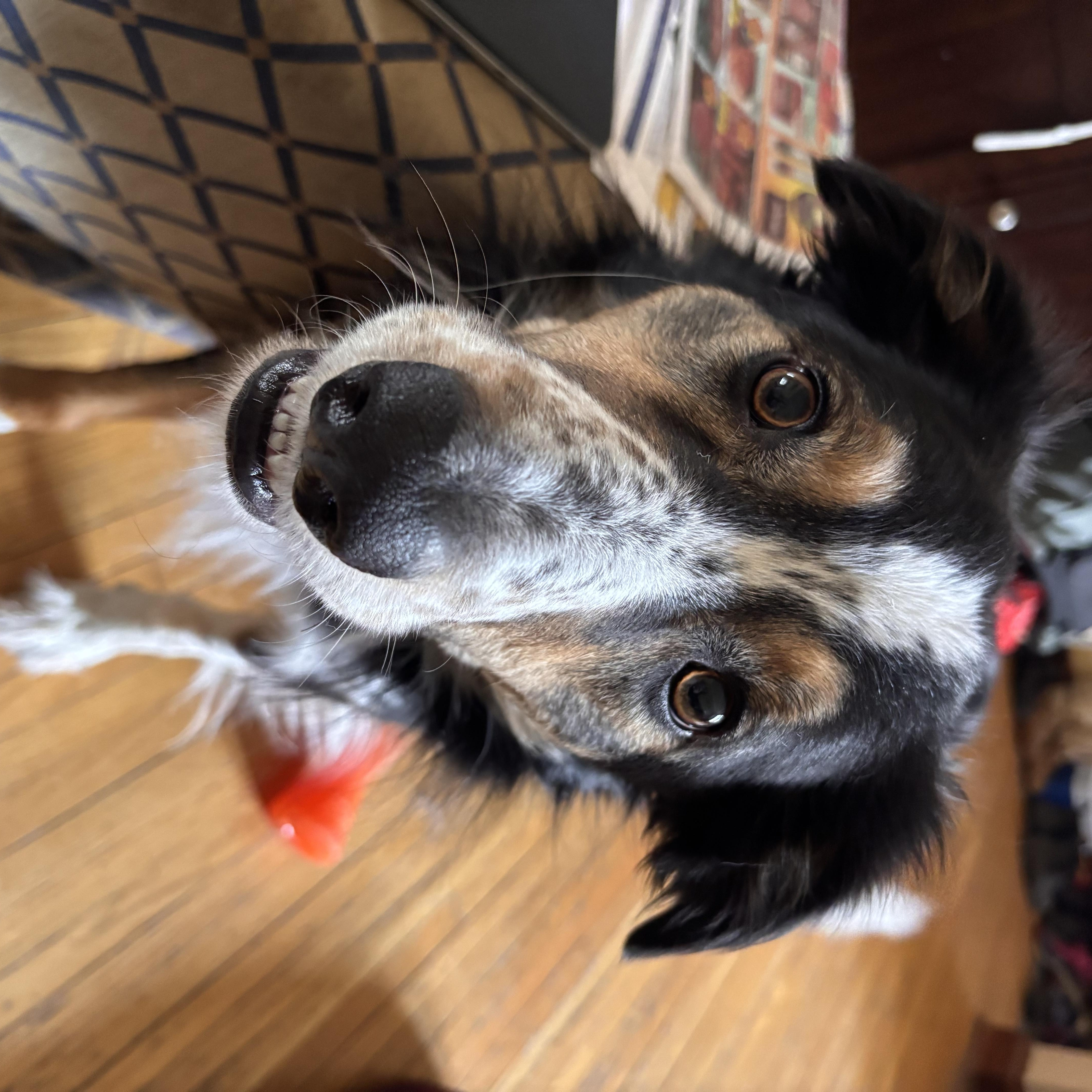 Shamus, ADOPTABLE, Adult Male Border Collie & Australian Shepherd.