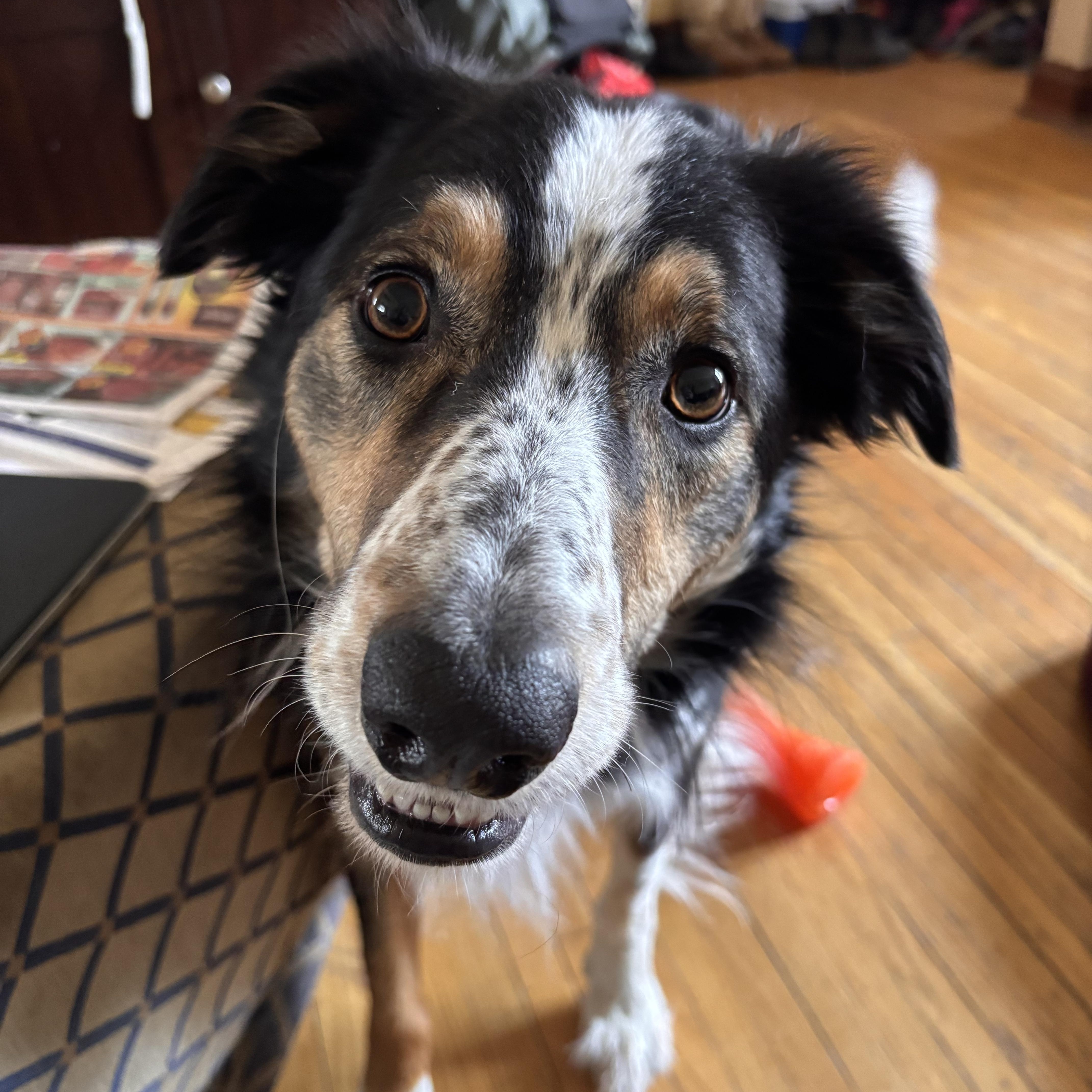 Enlarge Shamus, a ADOPTABLE mixed breed in Winnipeg, MB image 1/6