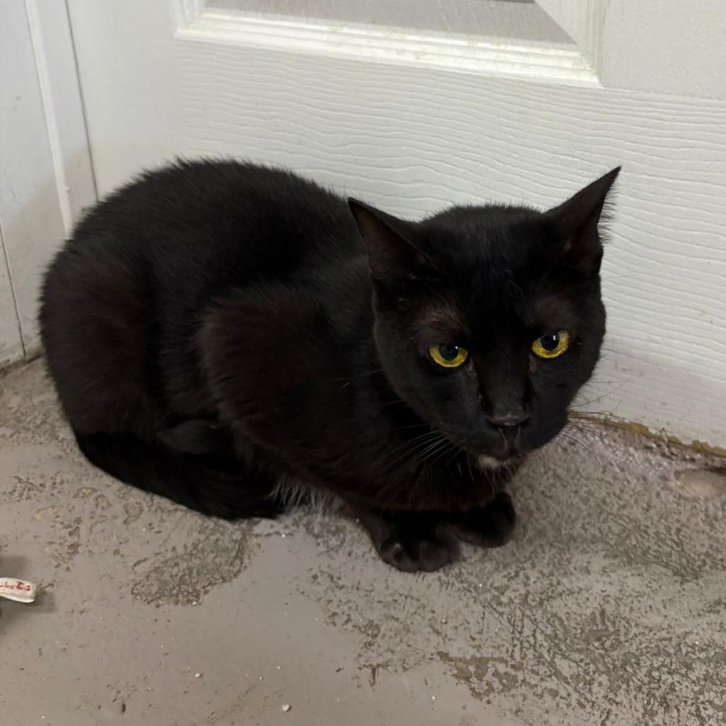 Enlarge Onyx, a Adoptable Domestic Short Hair in Laredo, TX image 3/6