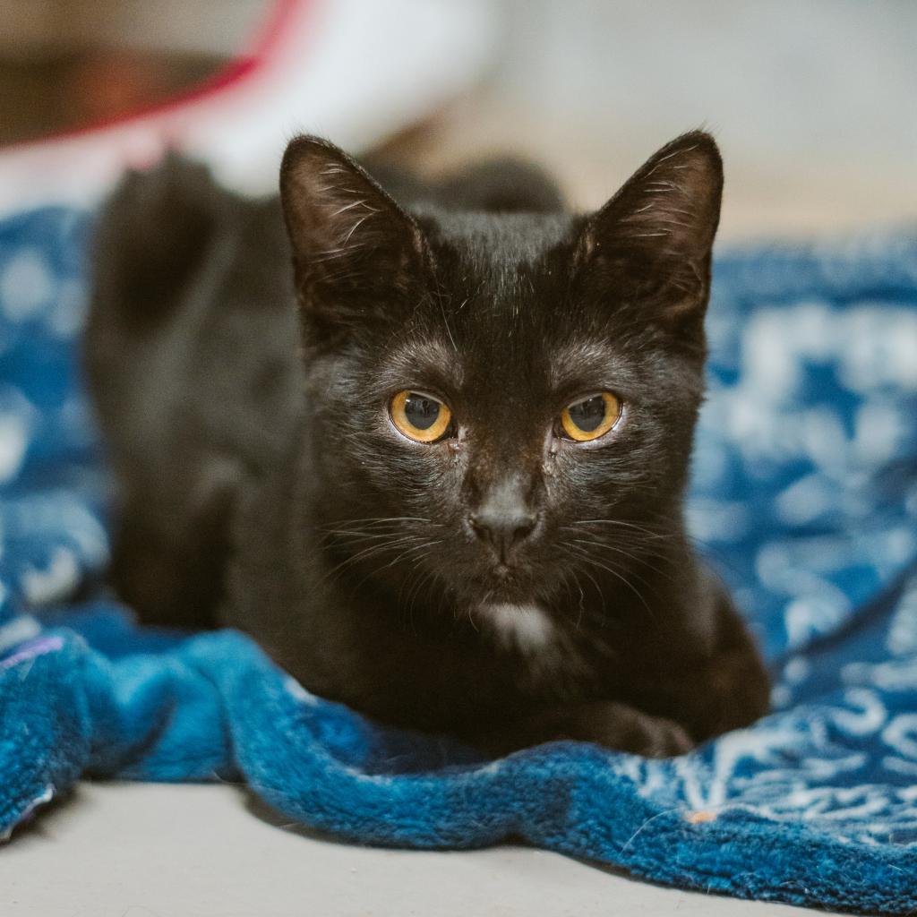 Enlarge Onyx, a Adoptable Domestic Short Hair in Laredo, TX image 4/6