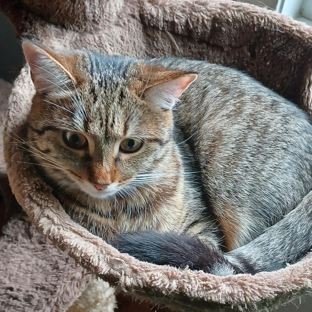 Wisteria, a Adoptable mixed breed in Huntsville, AL image 1/6