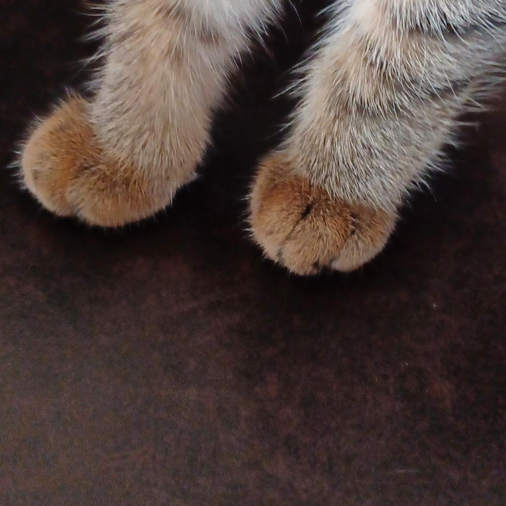 Wisteria, a Adoptable mixed breed in Huntsville, AL image 2/6