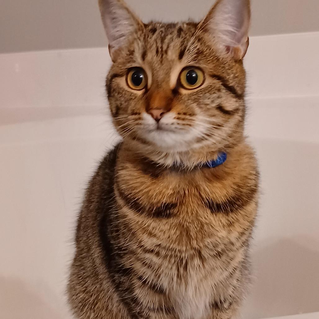 Wisteria, a Adoptable mixed breed in Huntsville, AL image 4/6