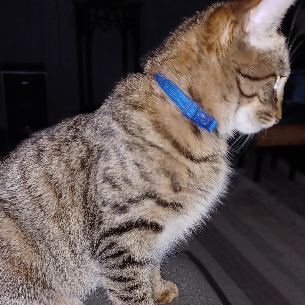 Wisteria, a Adoptable mixed breed in Huntsville, AL image 6/6