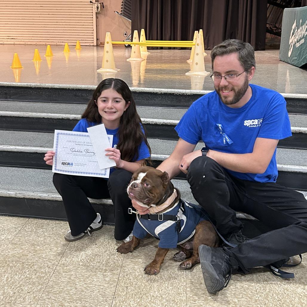 Rupert, Adoptable, Adult Male English Bulldog.