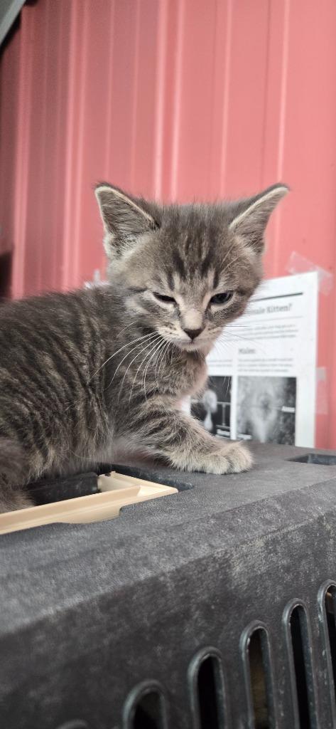 Alex, Adoptable, Kitten Male Domestic Short Hair.