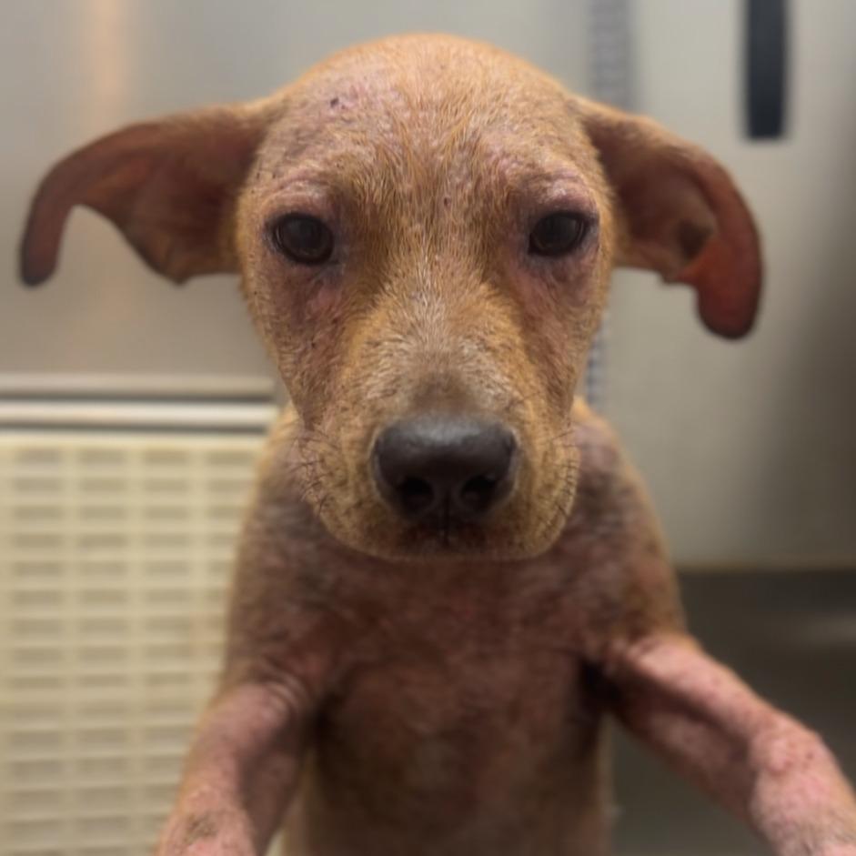 Bubba, a Adoptable mixed breed in Wiggins, MS image 1/5