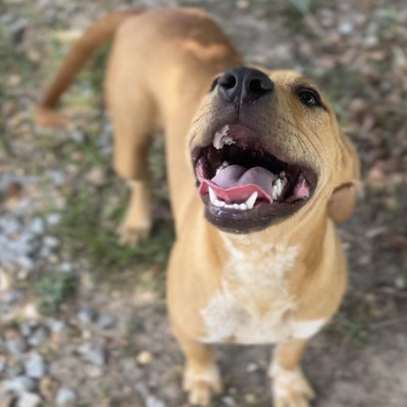 Bubba, a Adoptable mixed breed in Wiggins, MS image 4/5
