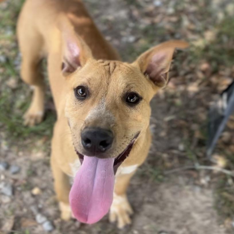 Enlarge Bubba, a Adoptable mixed breed in Wiggins, MS image 2/5