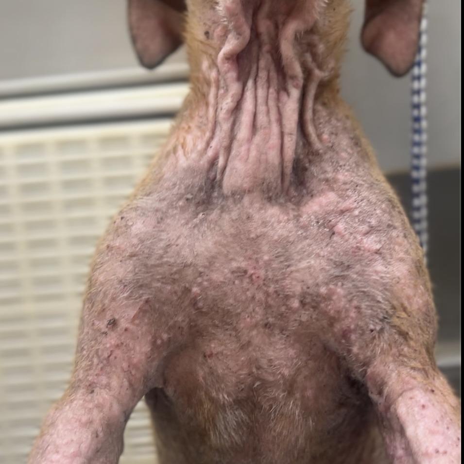 Enlarge Bubba, a Adoptable mixed breed in Wiggins, MS image 3/5