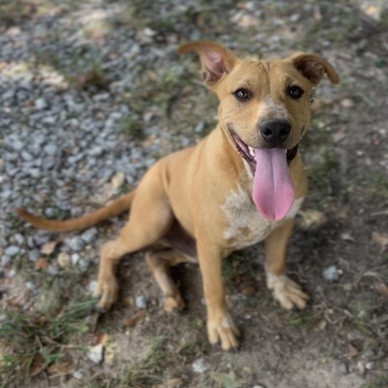 Bubba, Adoptable, Young Male Pit Bull Terrier & Labrador Retriever.