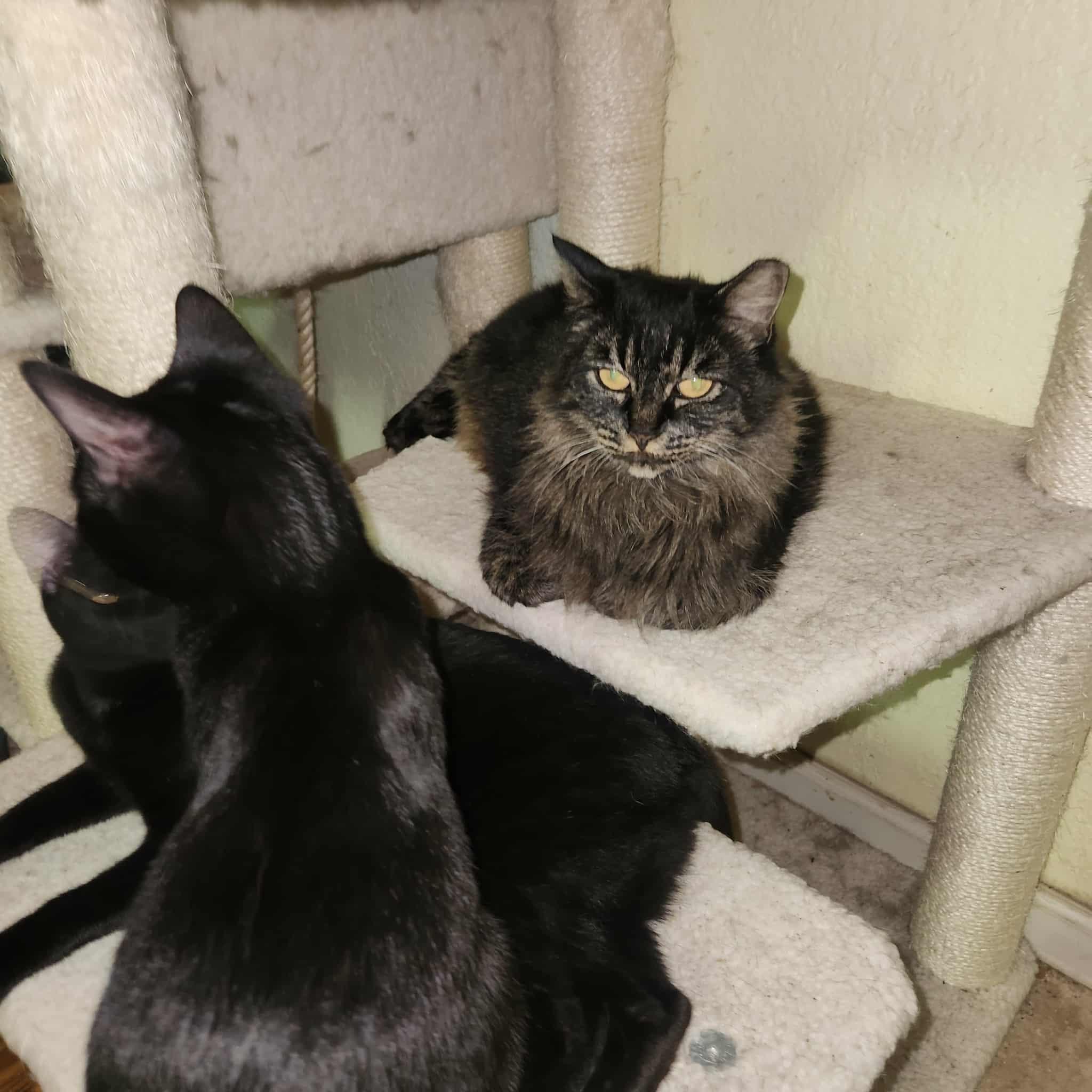 Ziggy Mama, a Adoptable Domestic Long Hair in Rio Linda, CA image 2/4