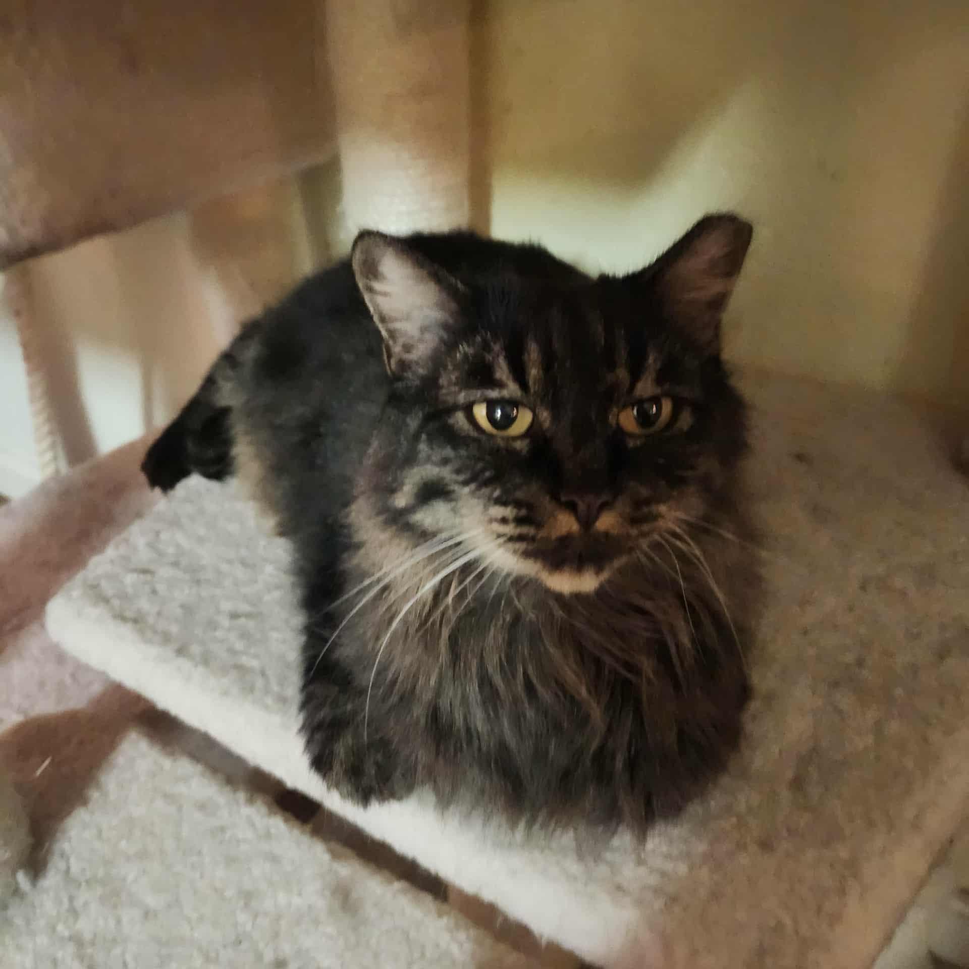 Ziggy Mama, a Adoptable Domestic Long Hair in Rio Linda, CA image 3/4