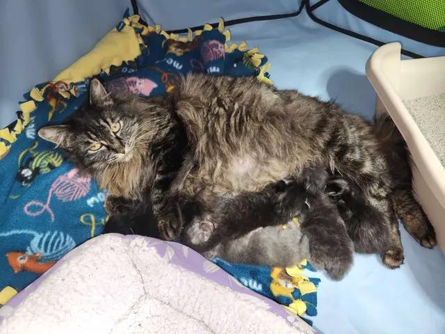 Ziggy Mama, a Adoptable Domestic Long Hair in Rio Linda, CA image 4/4