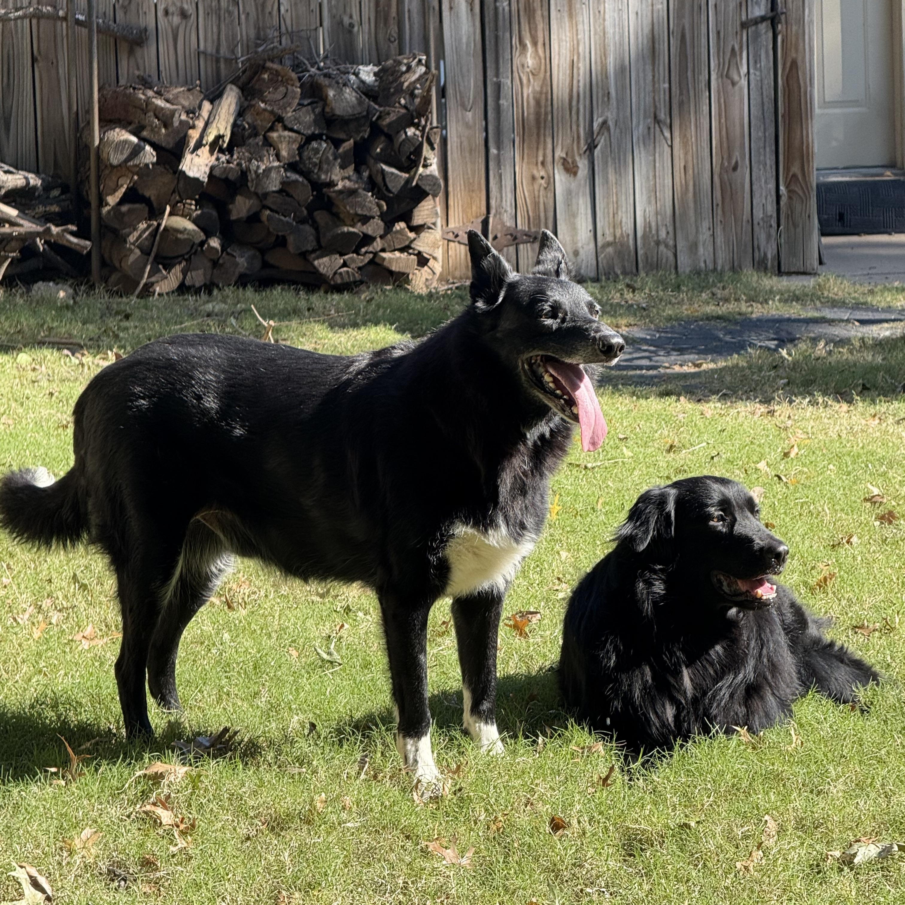 Kal, a Adoptable mixed breed in Broken Arrow, OK image 2/6
