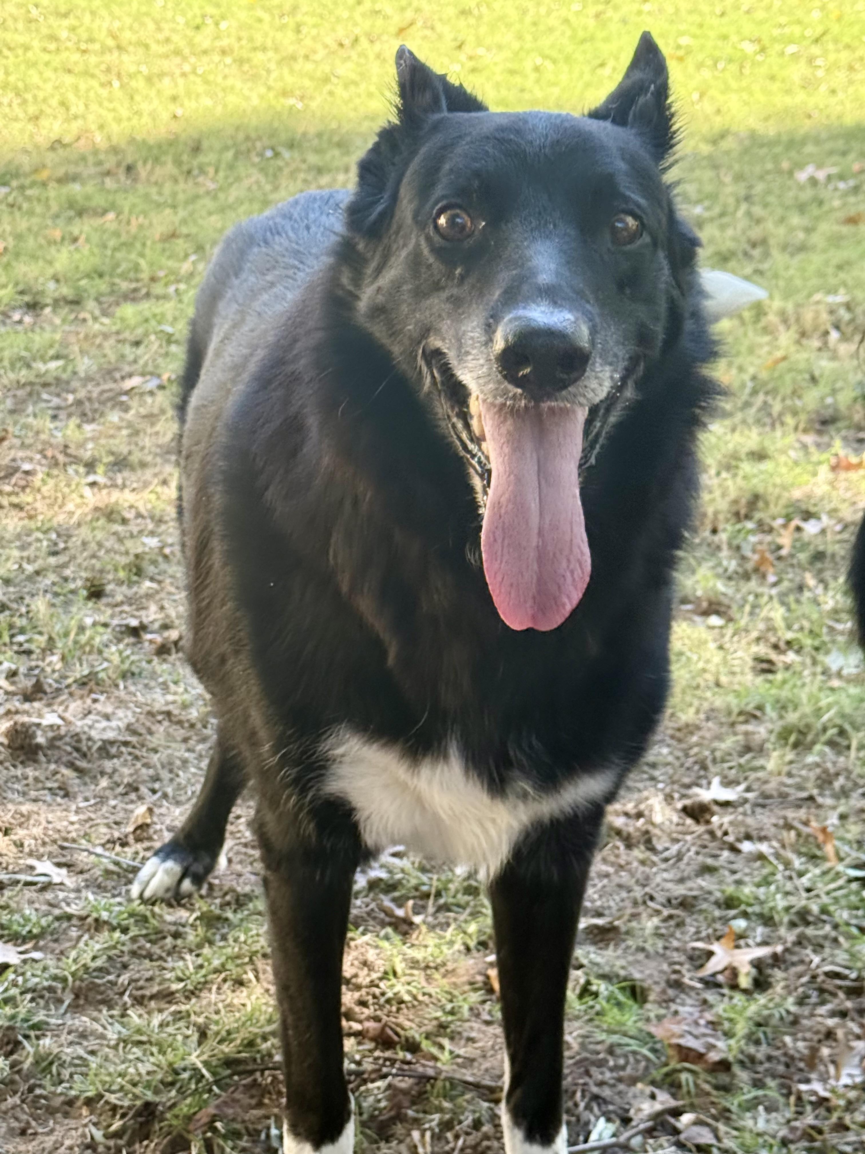 Kal, a Adoptable mixed breed in Broken Arrow, OK image 6/6