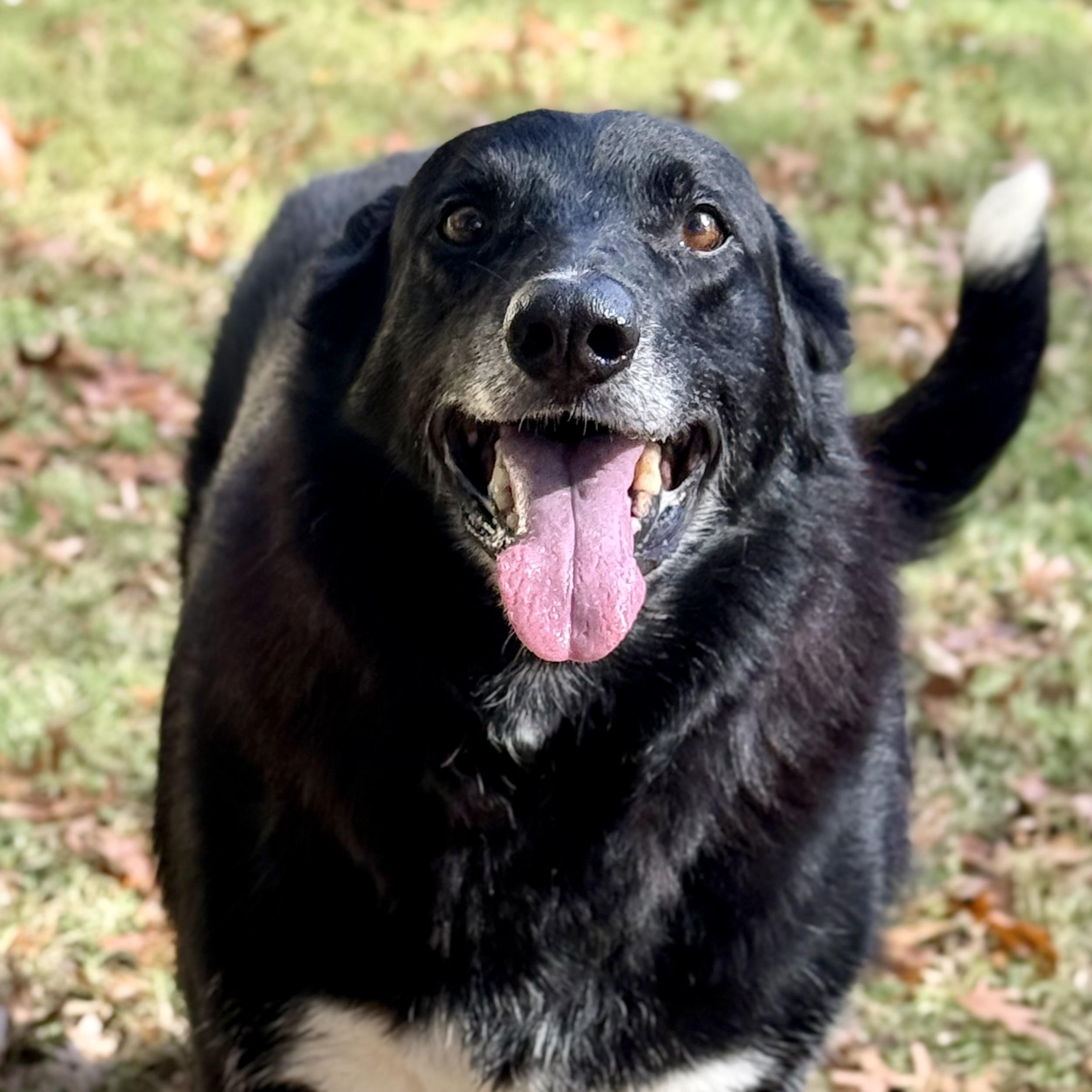 Kal, Adoptable, Adult Male German Shepherd Dog.