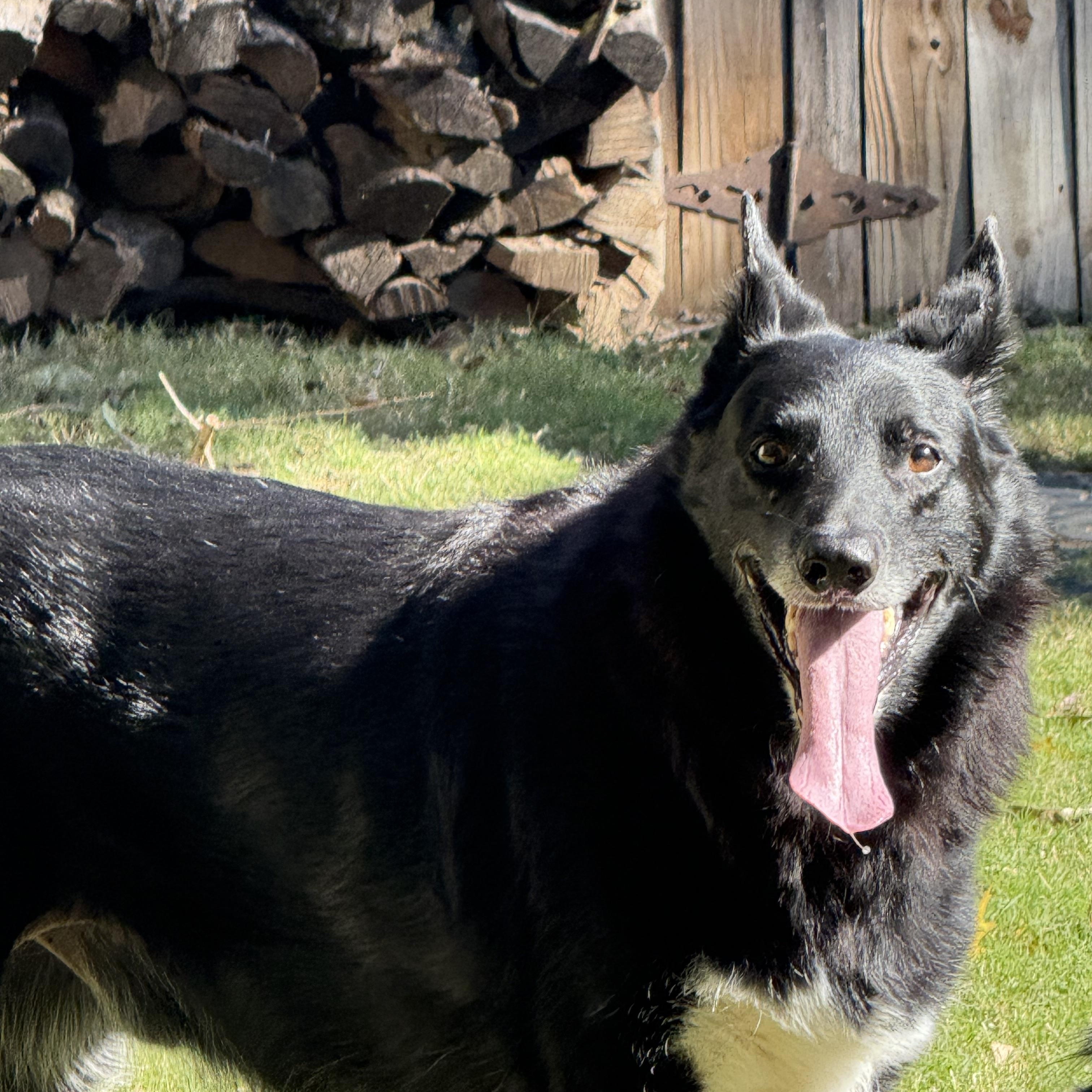 Enlarge Kal, a Adoptable mixed breed in Broken Arrow, OK image 2/6