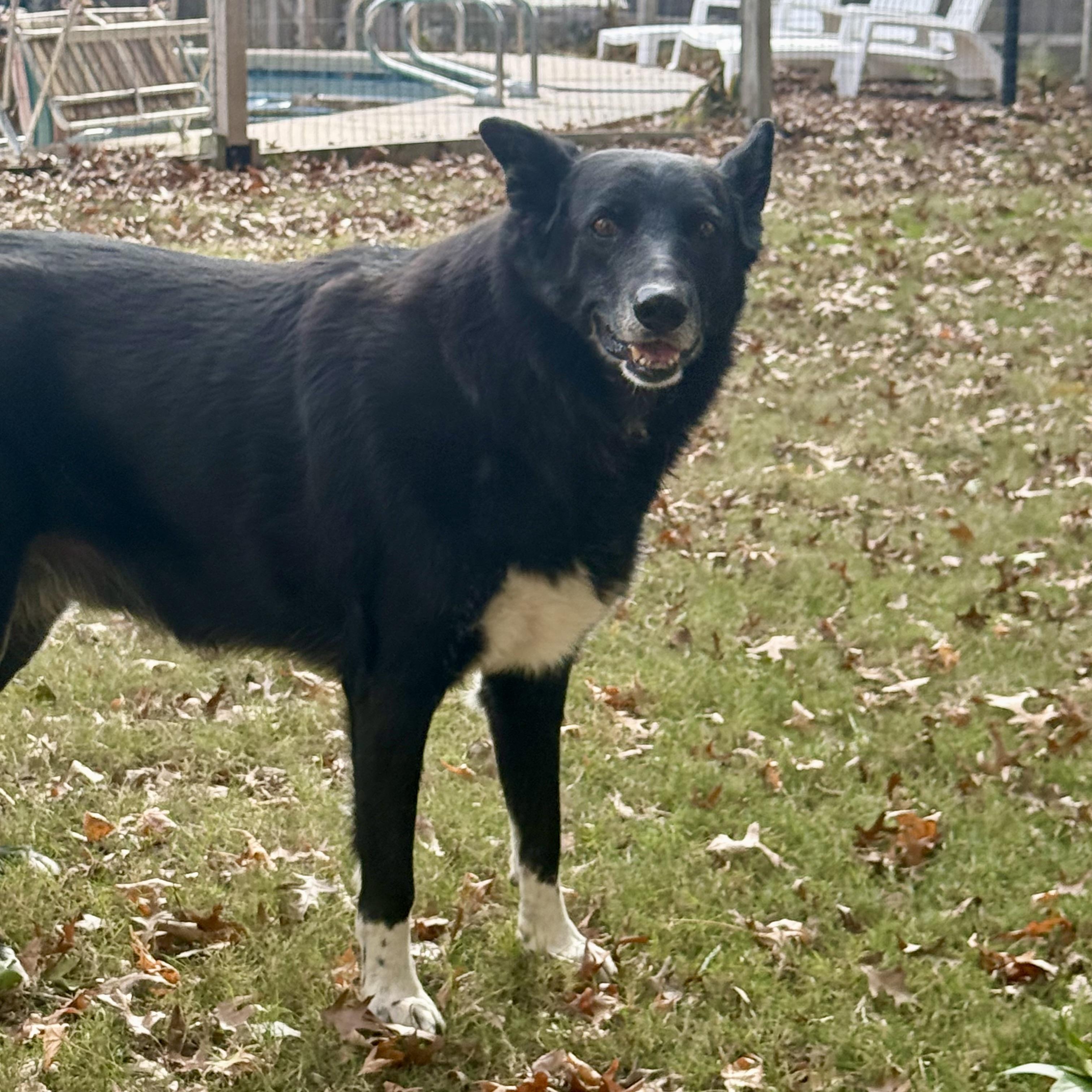 Enlarge Kal, a Adoptable mixed breed in Broken Arrow, OK image 3/6