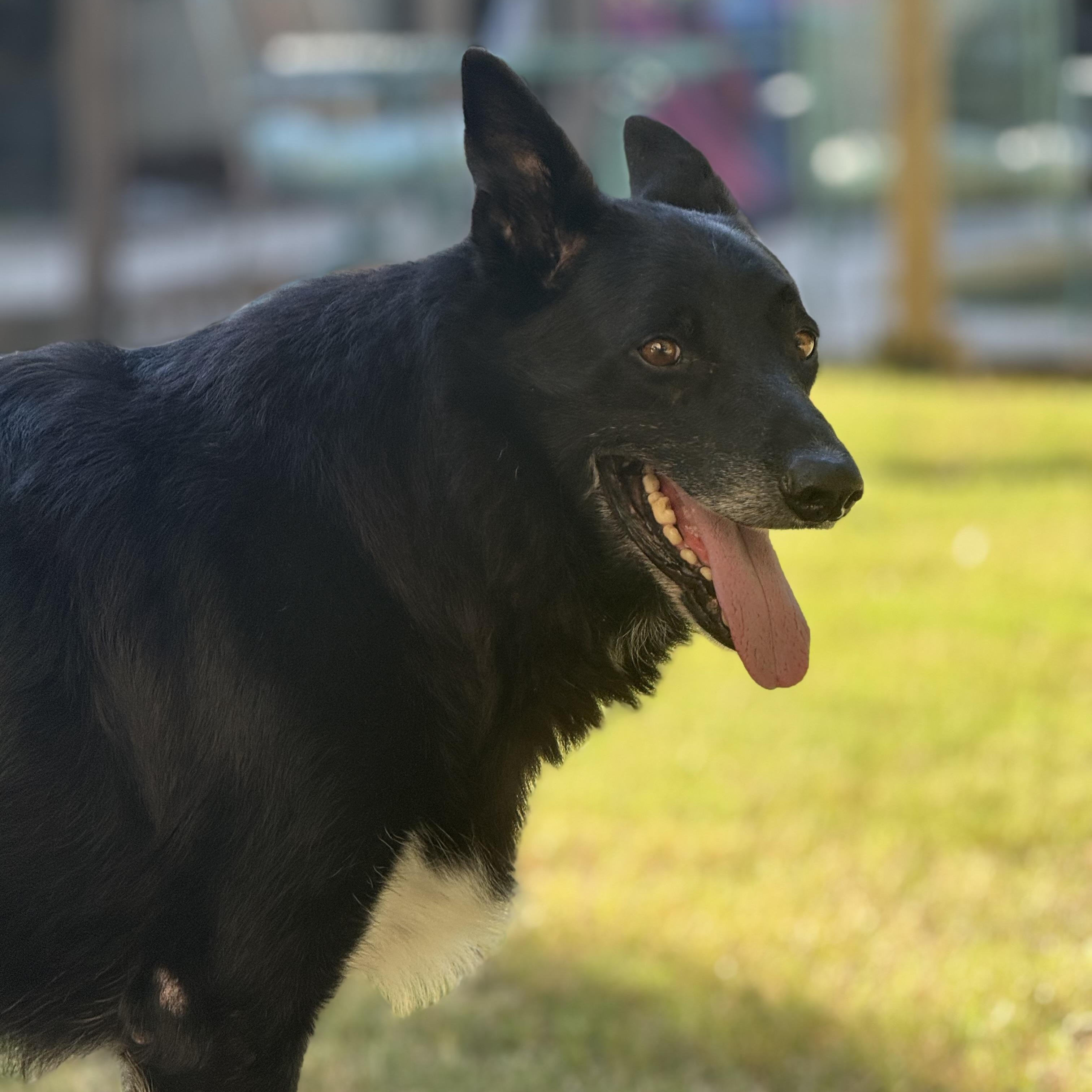 Kal, a Adoptable mixed breed in Broken Arrow, OK image 5/6