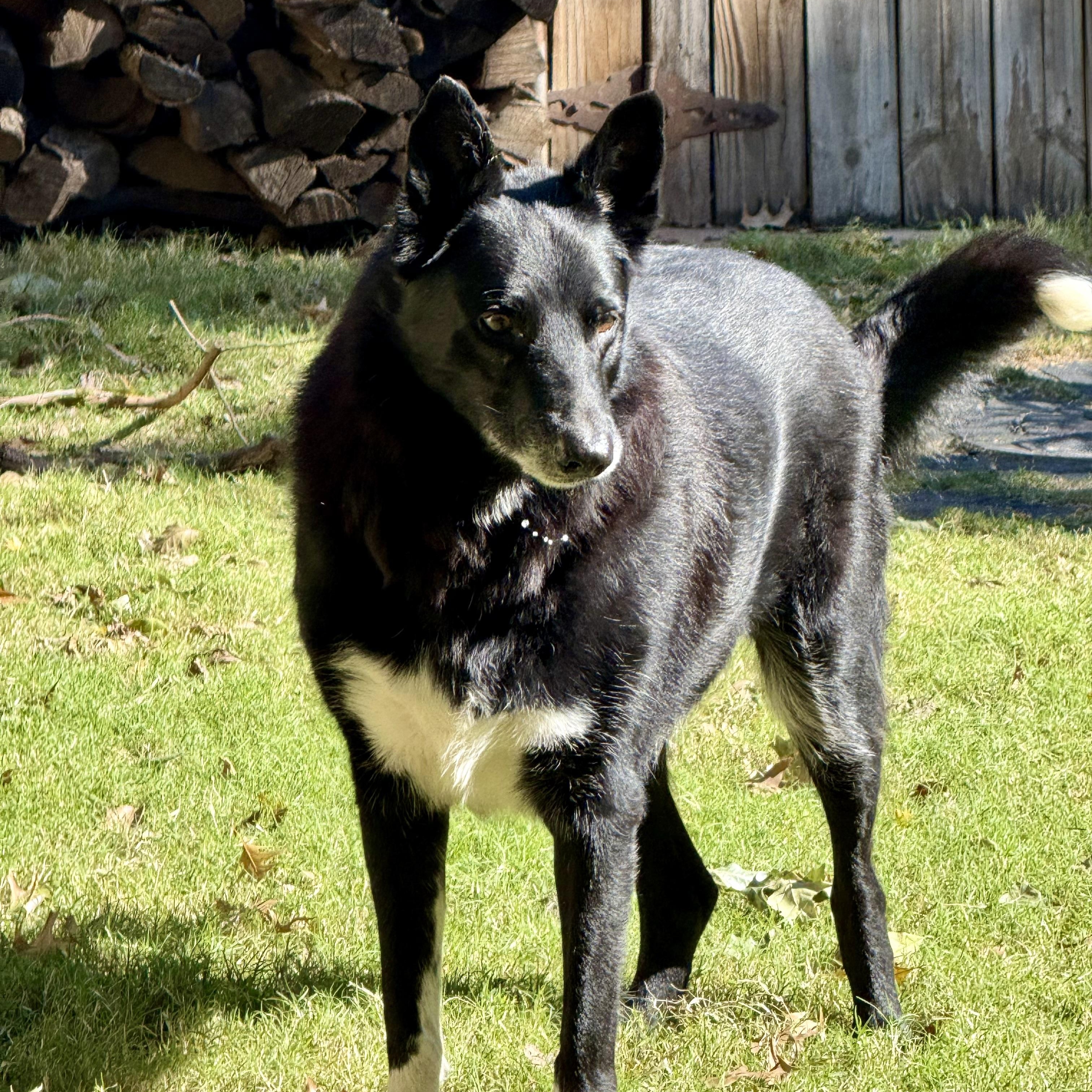 Kal, a Adoptable mixed breed in Broken Arrow, OK image 4/6